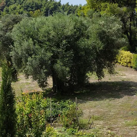 Olivos Sani Villa Sani (Chalkidiki)