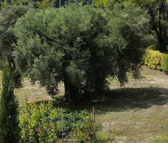 Olivos Sani Vilă Sani (Chalkidiki)